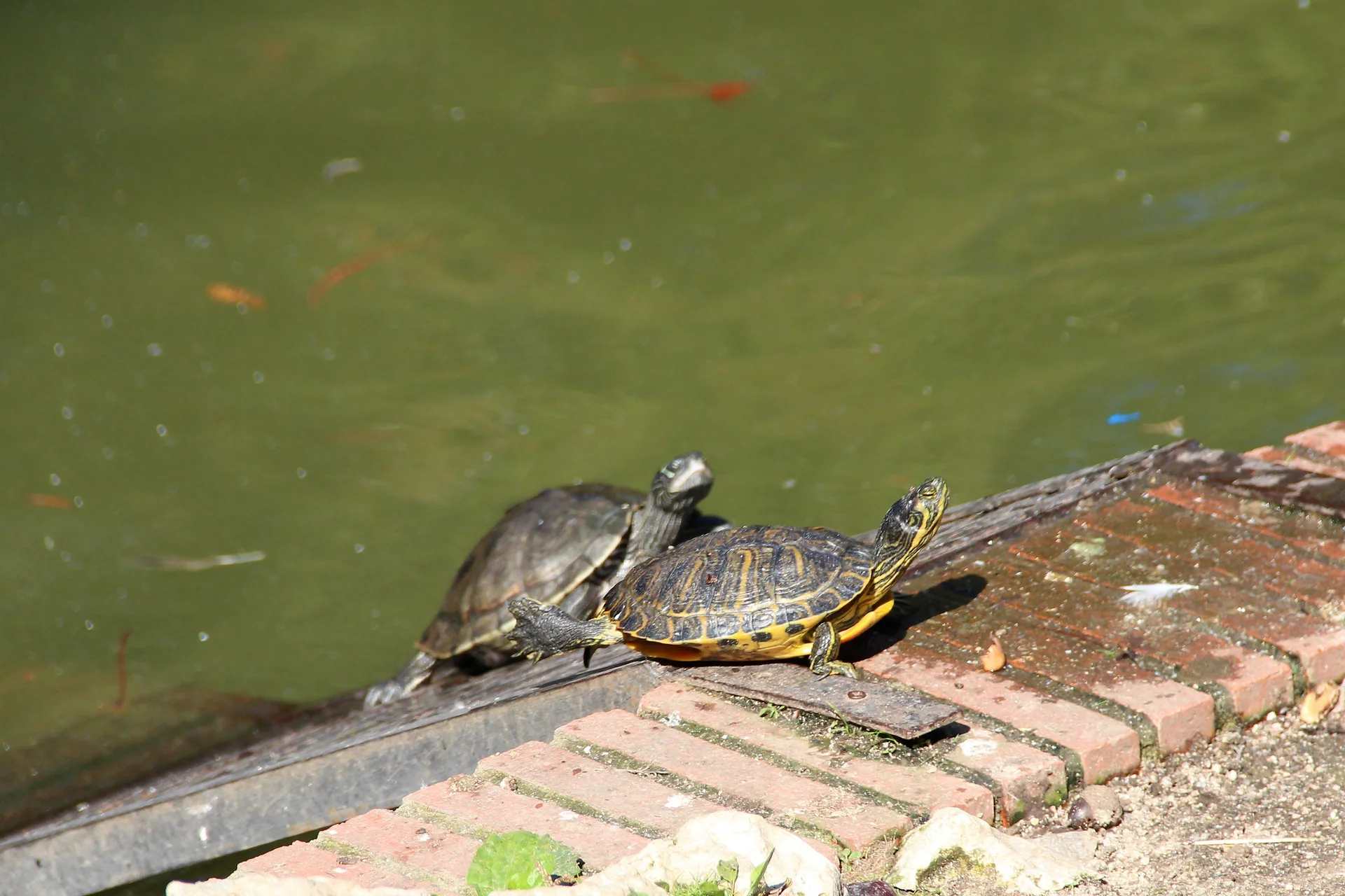 Tortugas — Parc El Retiro (Espagne)