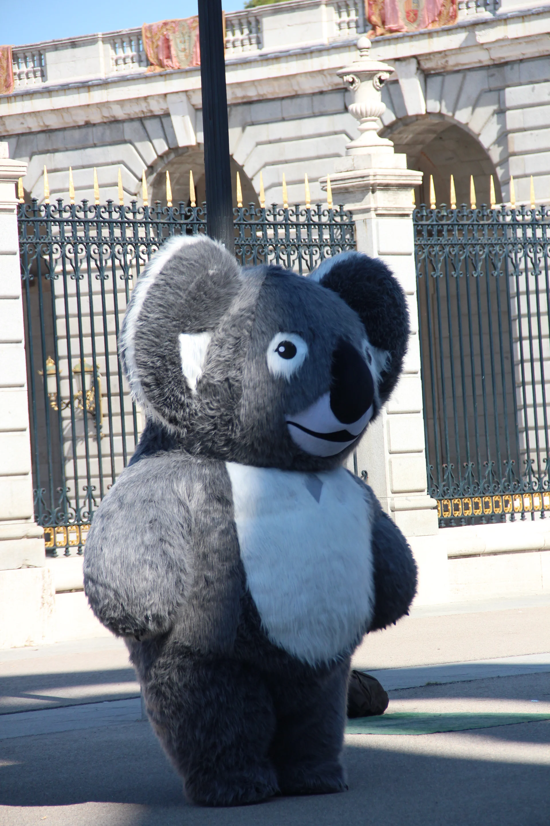Koala Koala — Madrid (Espagne)