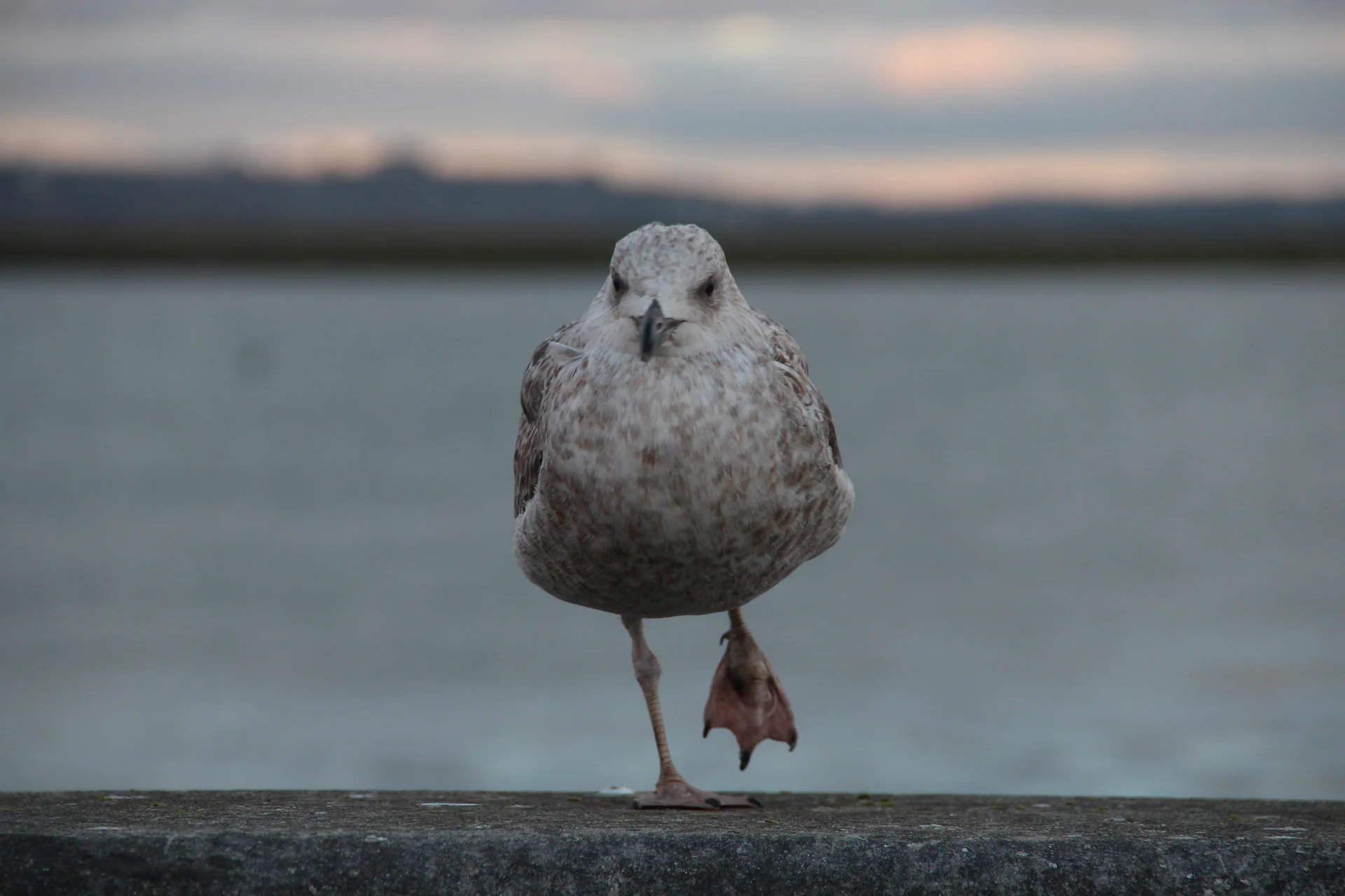 Goéland — Brest (France)