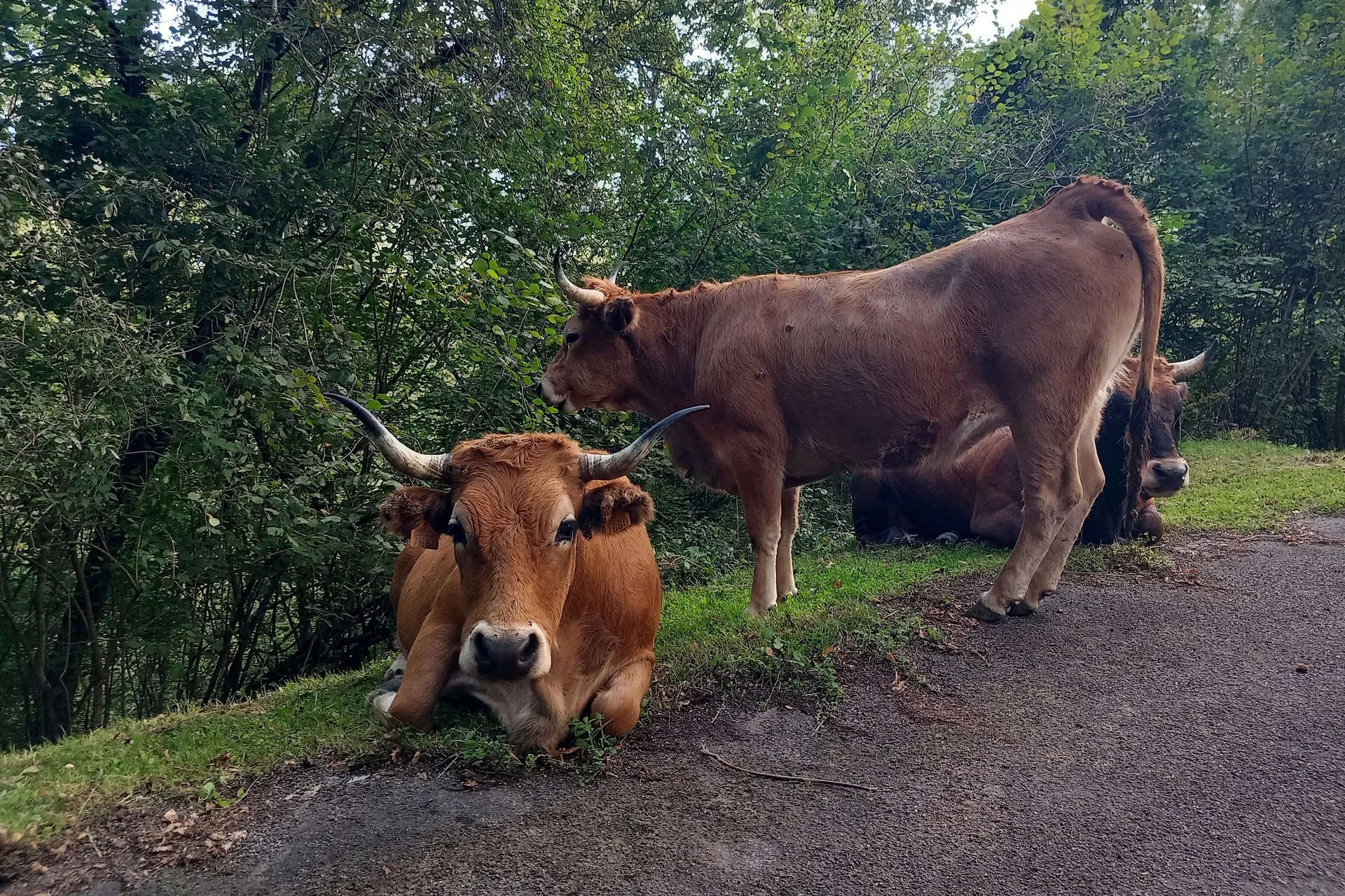 Copains de route (Espagne)