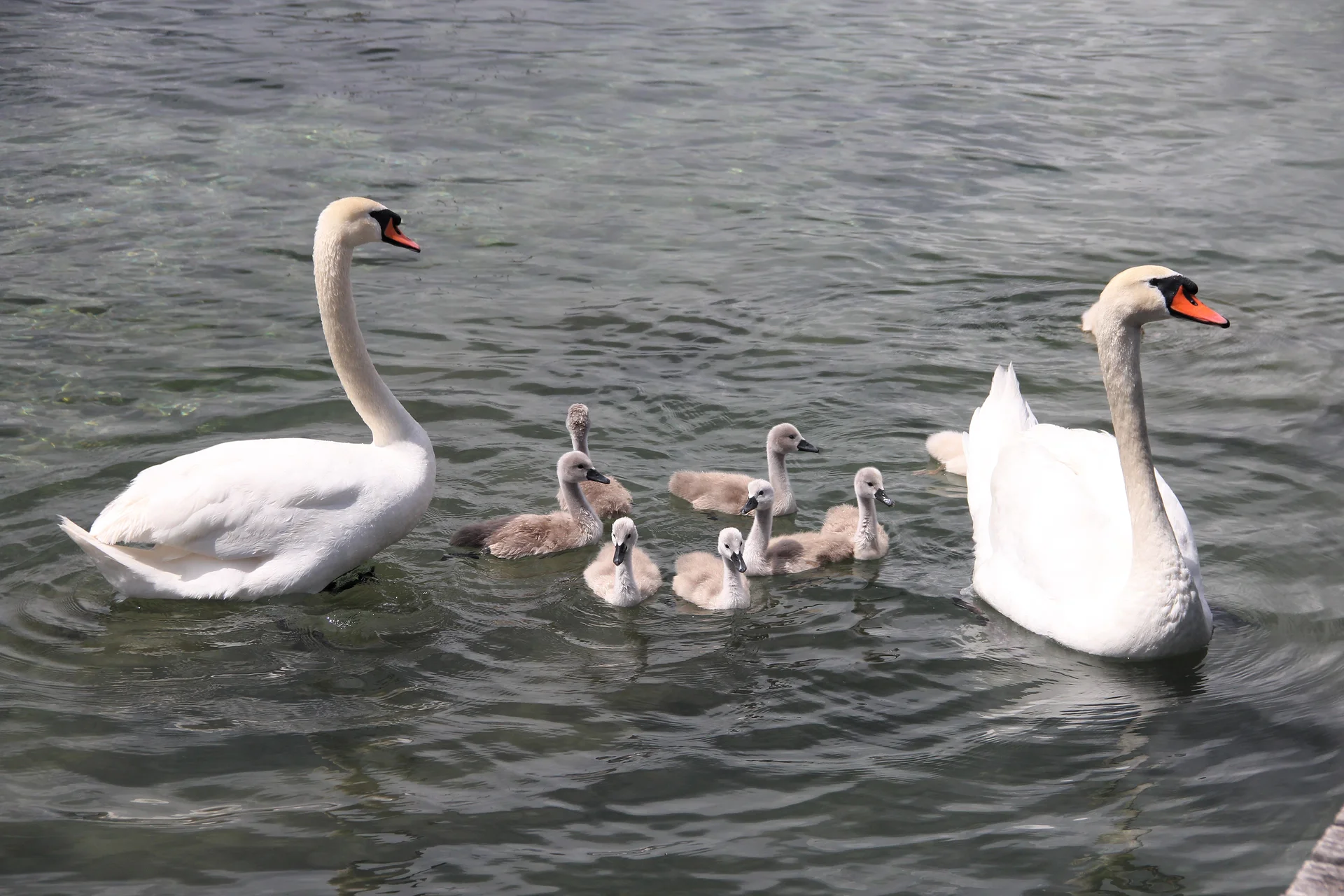 La famille La famille — Genève (Suisse)