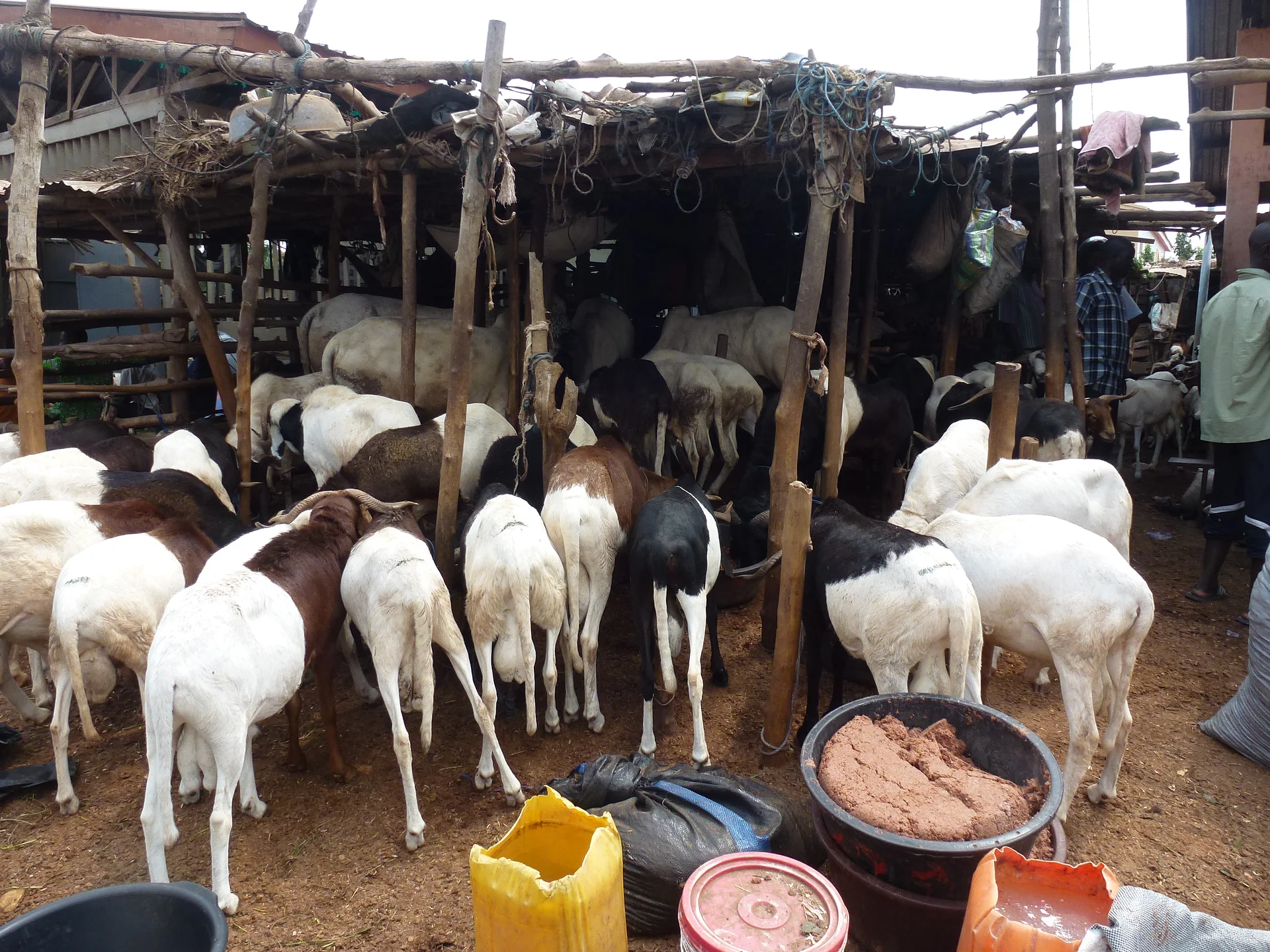 Togo 2018 - 8 (Togo)