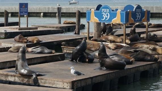 Pier 39 et ses otaries.