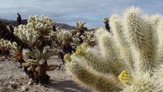 Vie dans la Death Valley