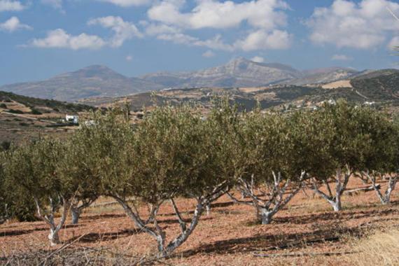 Paros et ses oliveraies