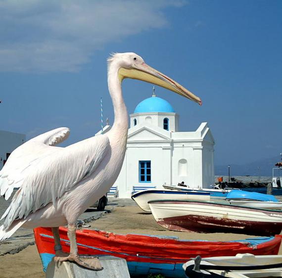 Pétros, la mascotte de Mykonos !