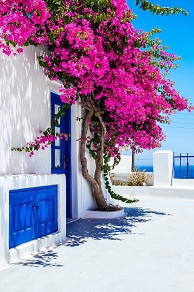 Oia et ses bougainvilliers fuchsia