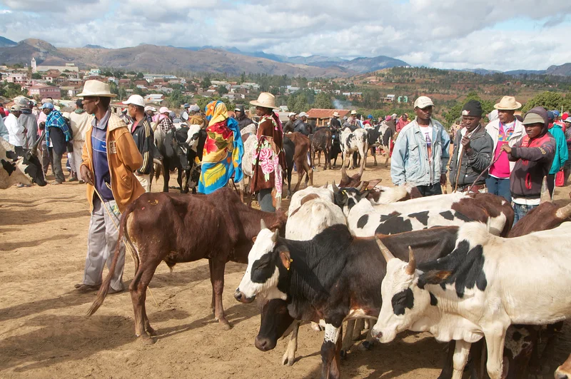 Elevage bovin Madagascar — Tsiroanomandidy (Madagascar)