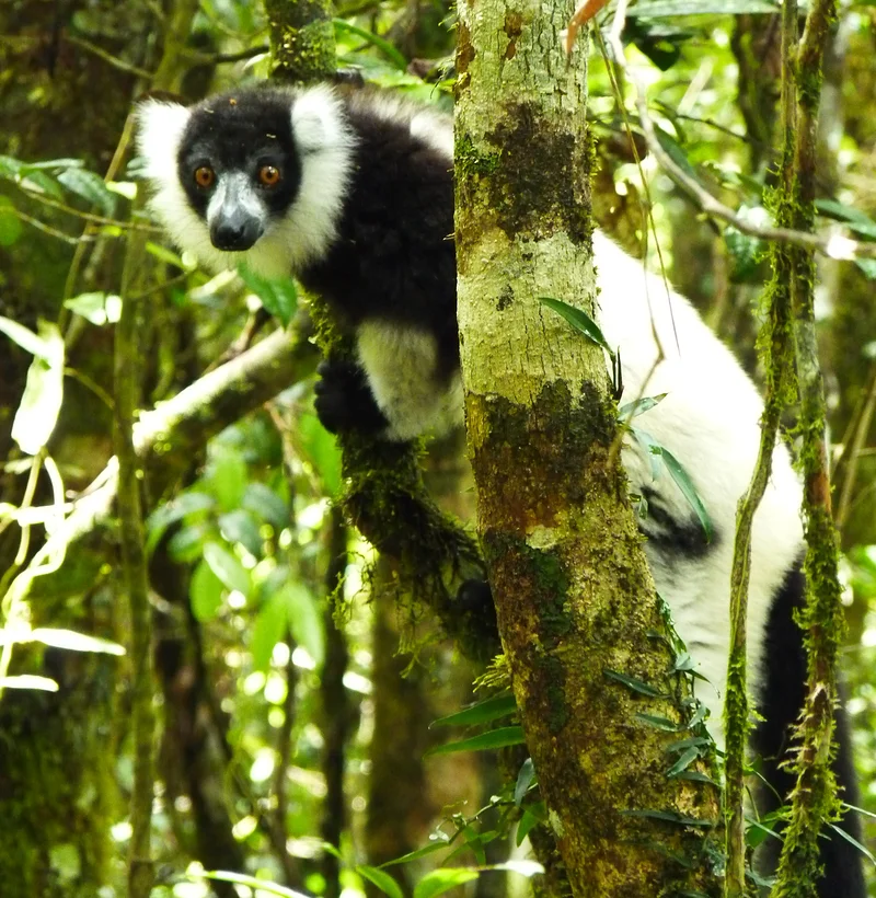Lemurien de Madagascar, faune endemique — Lemuria Land Park (Madagascar)