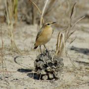 Après Séville, s'échapper dans la Doñana 