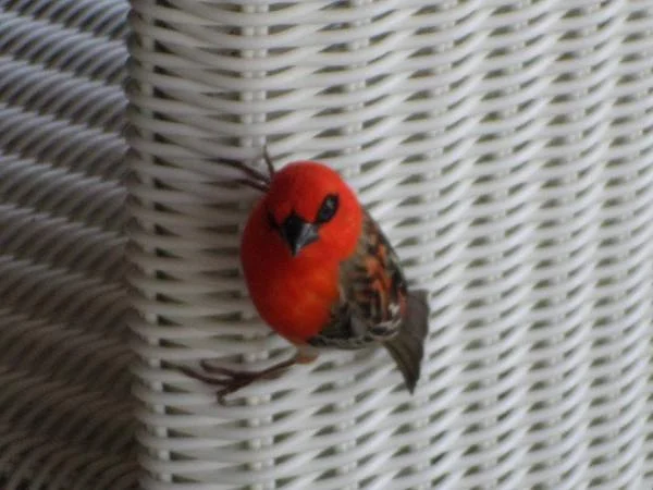 Les oiseaux n'ont peur de rien. (Maurice)