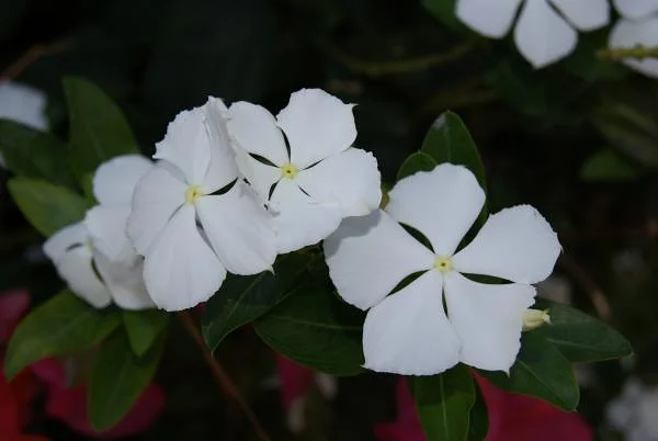 La fleur "Frangipane" offre une odeur esquisse unique pour l'odorat (Maurice)