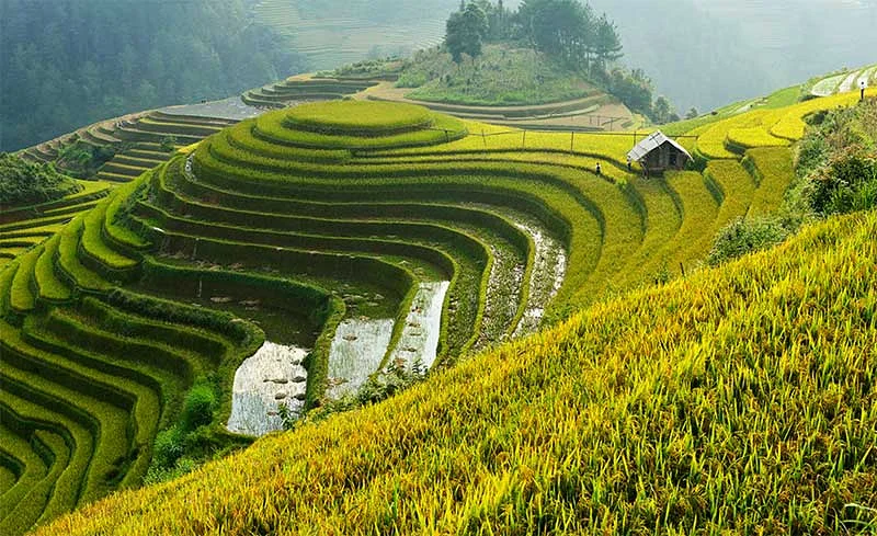 Les 3 plus belles rizières en terrasses à voir au Vietnam