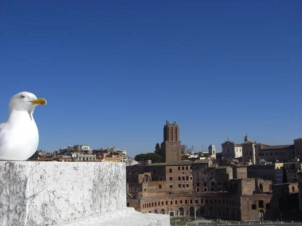 Le Goéland de Rome Le Goéland de Rome — Monument national à Victor-Emmanuel II (Italie)