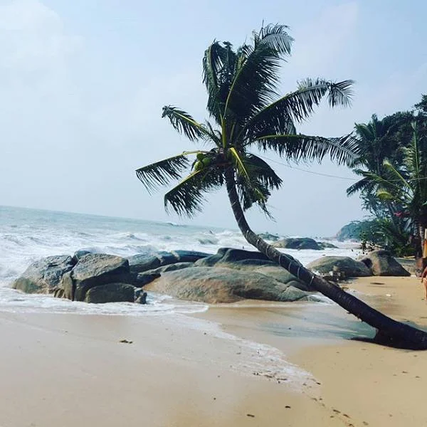 Palmier — Koh Tao (Thaïlande)