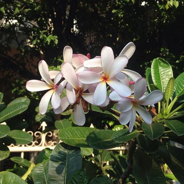 Fleurs — Koh Tao (Thaïlande)