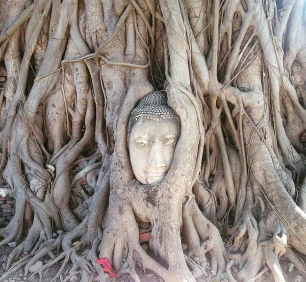 Bouddha dans les racines — Maulmyine (Myanmar)