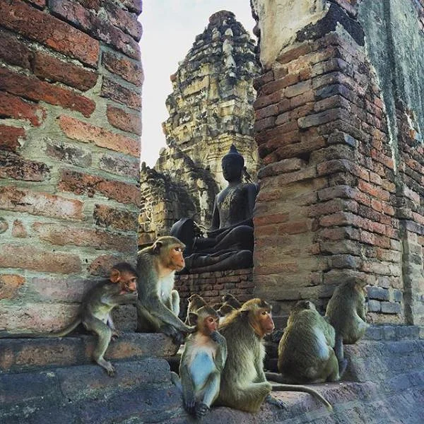 Singes — Lop Buri (Thaïlande)