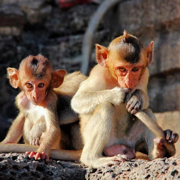 Singes — Lop Buri (Thaïlande)