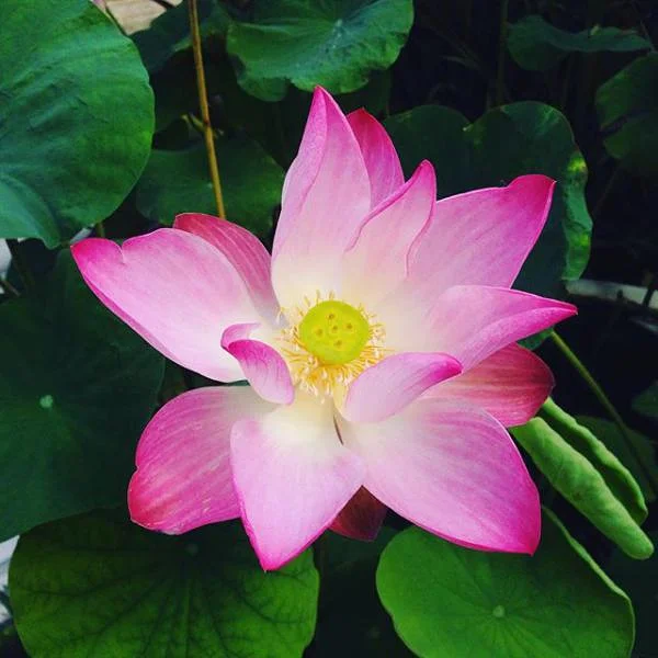 Fleurs Fleurs — Koh Tao (Thaïlande)