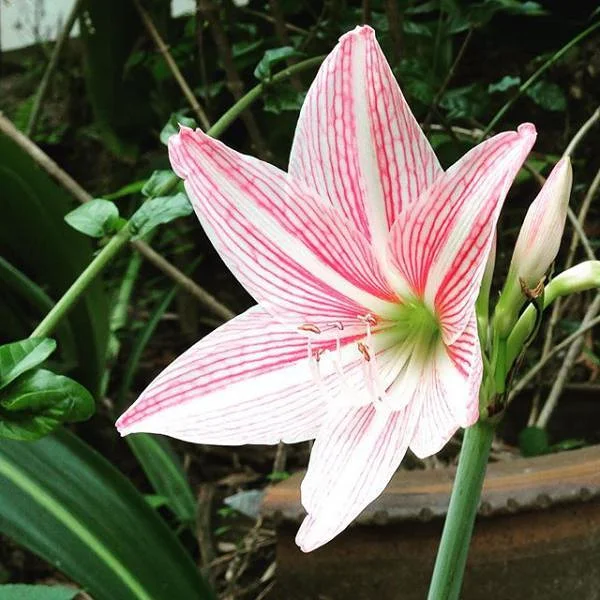 Fleurs Fleurs — Koh Tao (Thaïlande)