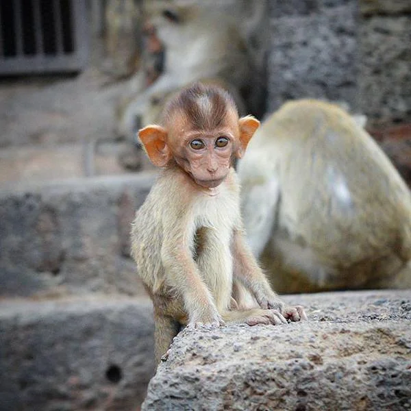 Singe Singe — Lop Buri (Thaïlande)