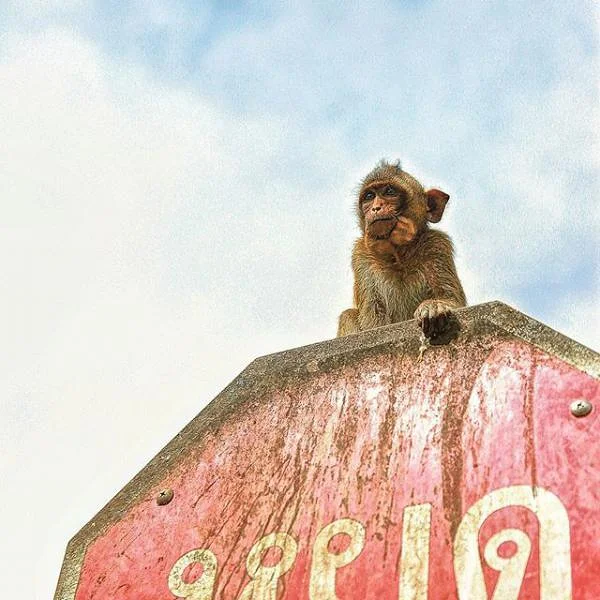 Singe Singe — Lop Buri (Thaïlande)
