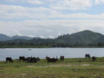 Zebu