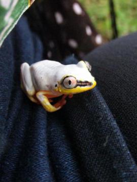 Heterixalus madagascariensis