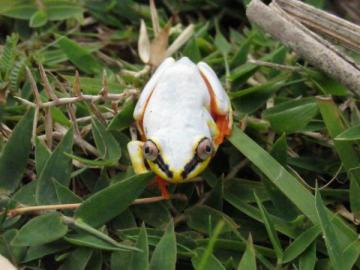 Heterixalus madagascariensis