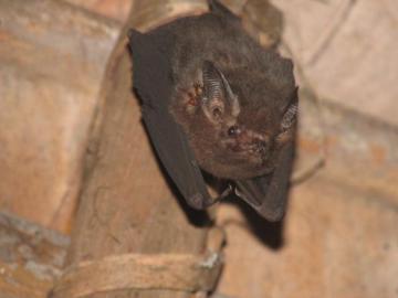 Miss bat