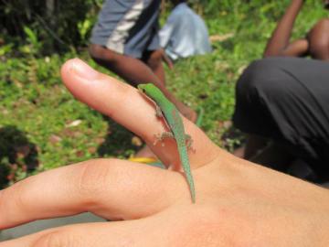 Phelsuma