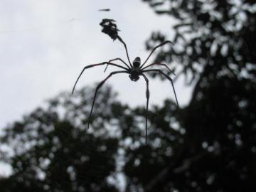 Miss spider