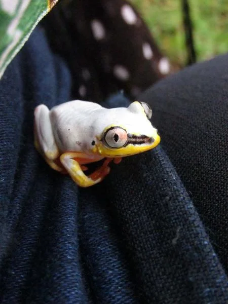 Heterixalus madagascariensis (Madagascar)