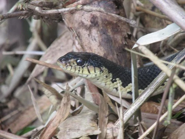 Leioheterodon madagascariensis (Madagascar)