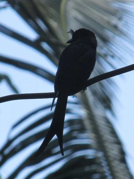 Dicrurus forficatus (Madagascar)