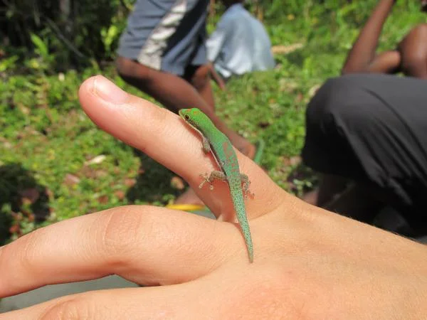 Phelsuma (Madagascar)
