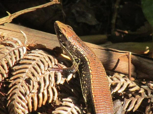 Immobile (Madagascar)