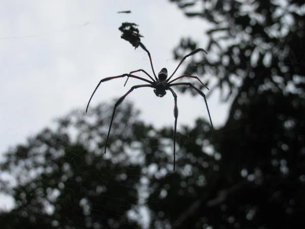 Miss spider (Madagascar)