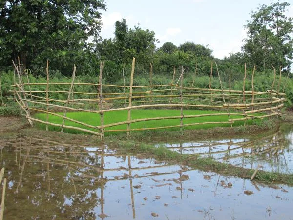 Culture (Madagascar)