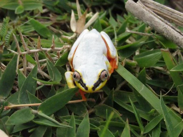 Heterixalus madagascariensis (Madagascar)