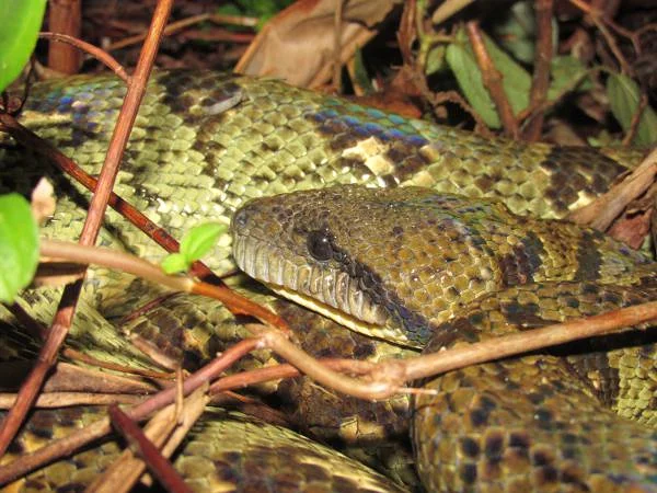 Sanzinia madagascariensis (Madagascar)