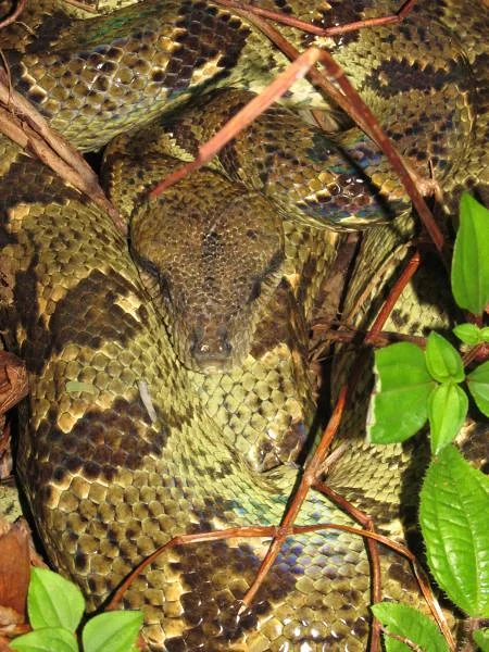 Sanzinia madagascariensis (Madagascar)