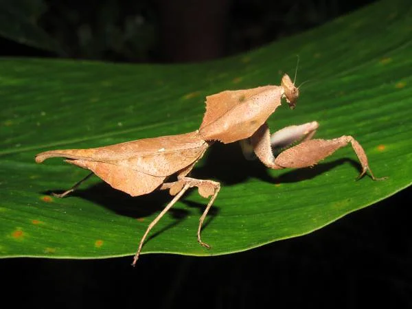 Mante religieuse couleur feuille (Madagascar)