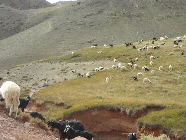 Troupeau de moutons et chèvres Troupeau de moutons et chèvres (Maroc)
