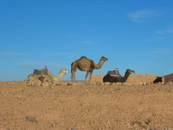 Caravane de dromadaires Caravane de dromadaires (Maroc)