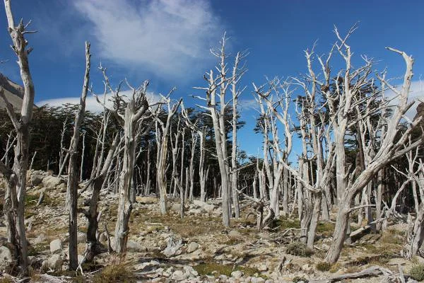 forêt brulée par accident — Parc national Torres del Paine (Chili)