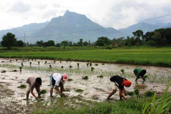 Travail dans les rizières