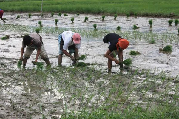 Travail dans les rizières (Philippines)
