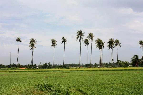Travail dans les rizières (Philippines)